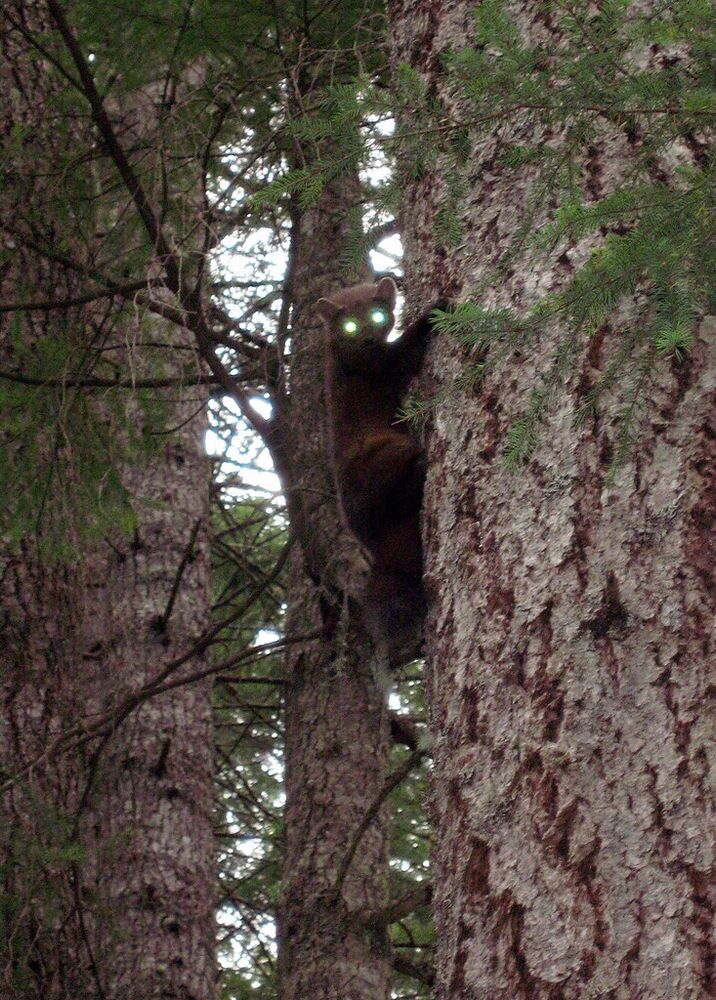 An image of a marten.