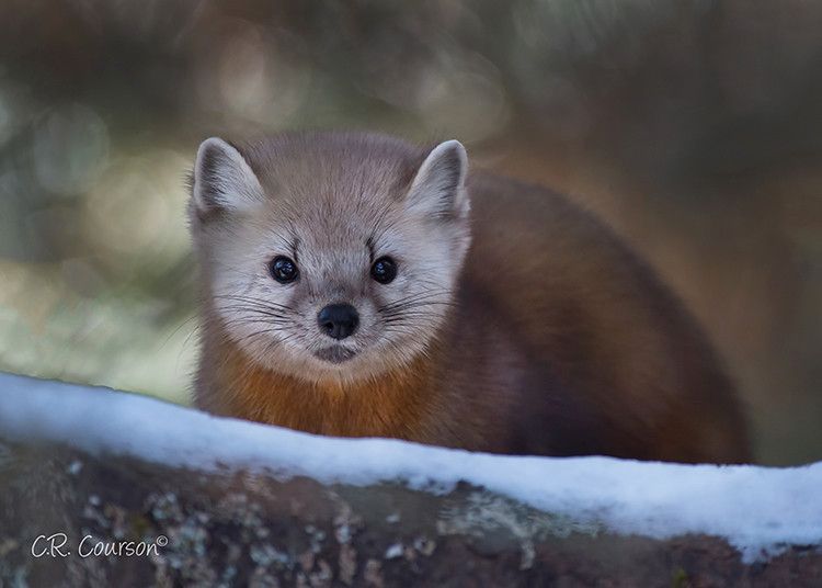 An image of a marten.