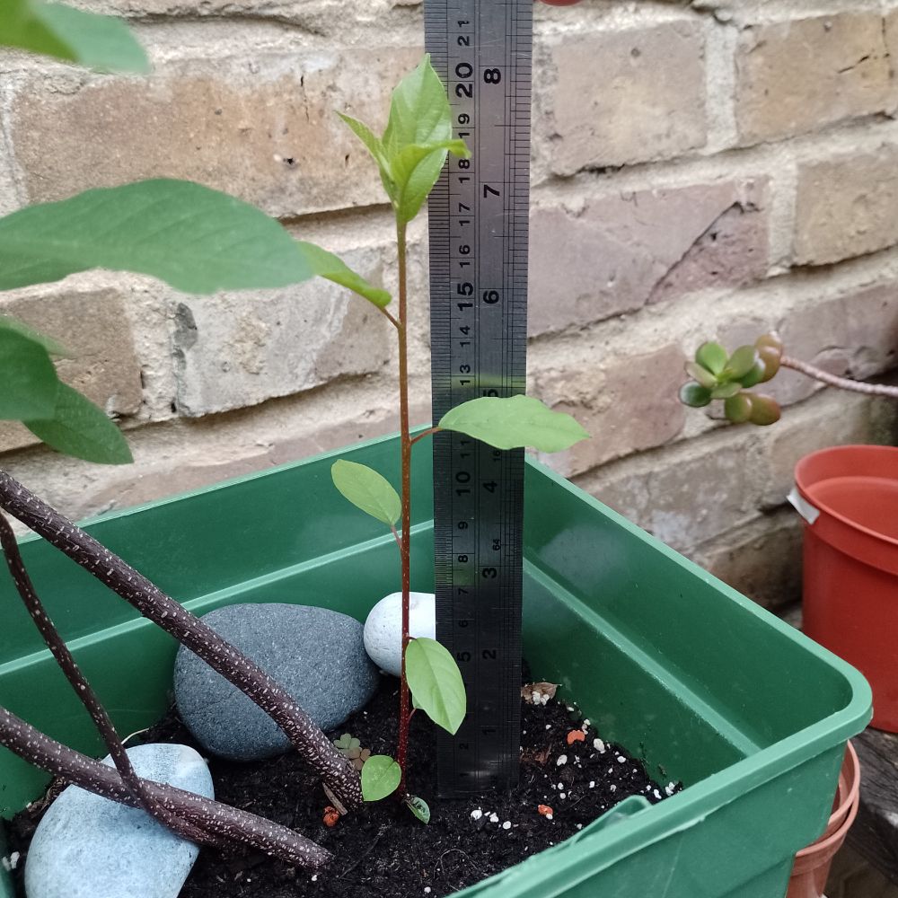 28th July, the shoot measures more than 20cm in height.