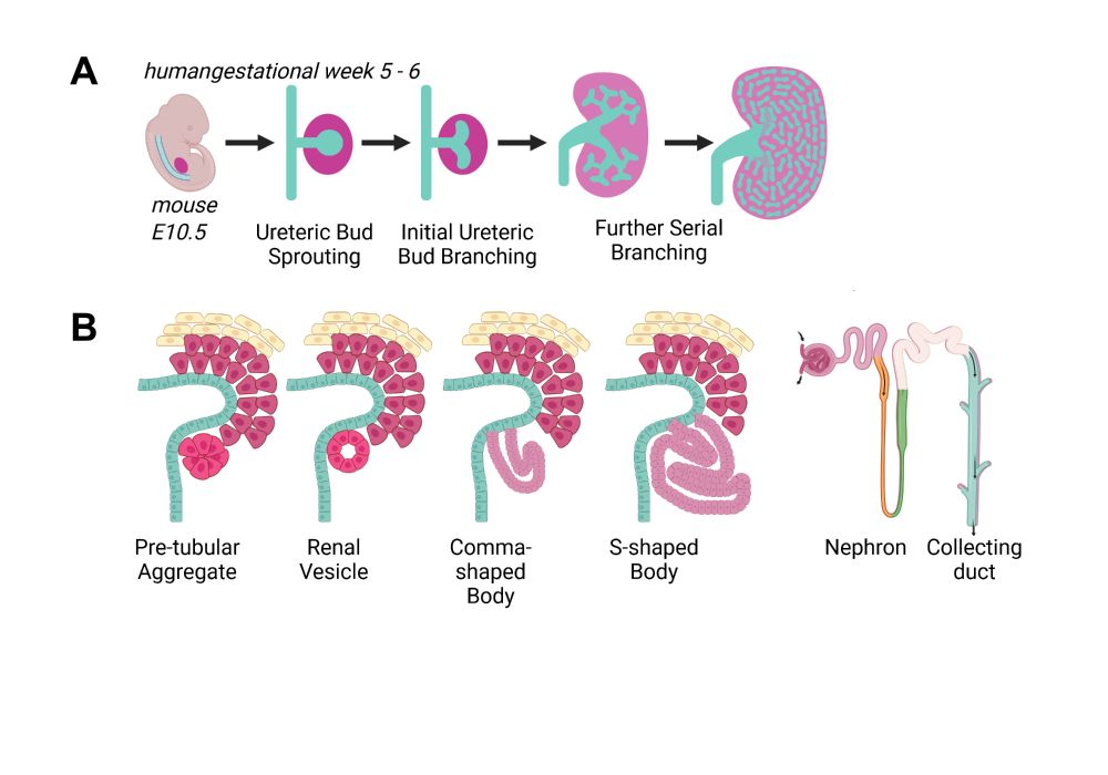 Kidney development at glance. A) Ureteric bud branching morphogenesis allows embryonic kidney growth and determines the number of nephrons. B) Nephron differentiation.