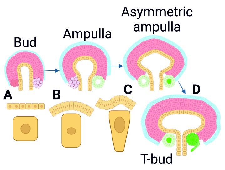Ureteric bud (UB) branching determines the final size, shape, and nephron number of kidneys. Characterization of UB cell shapes identified dynamic round-to-elliptical transition and cellular volume changes as critical epithelial modifications that increase morphological complexity in UB tips during their transitions through ampulla-to-asymmetric ampulla conformations. The data support cellular crowding model in transforming individual cells into elliptical and elongated shapes to facilitate diversity in decisions of new branch orientations. 