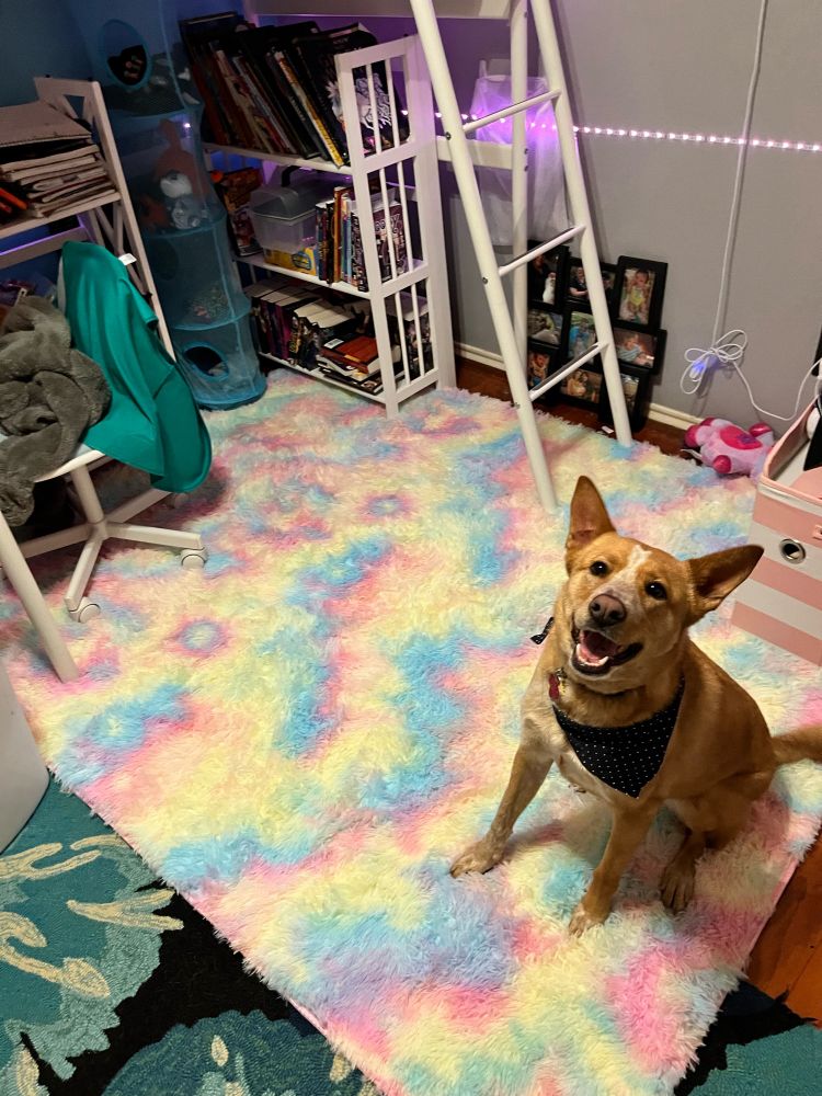 A red heeler mix wearing a navy bandanna sits smiling on top of a pastel rainbow tie-dyed fluffy rug.