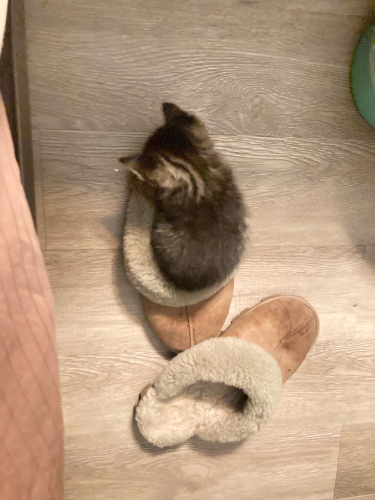 Tabby kitten sittin in a slippa