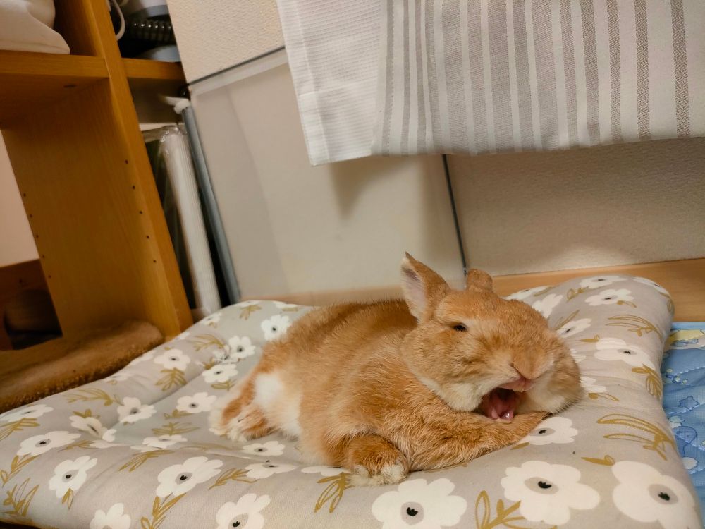 早い物勝ち❗️Xで人気爆上中作家ちはの❗️額付き原画！「お花に集まる動物たち」 はまち (@hamachi226.bsky.social) — Bluesky