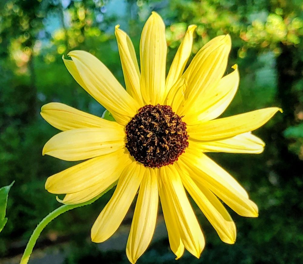 Eine Sonnenblumenblüte, helles Gelb mit brauner Mitte, sie ist etwa handtellergroß mit ca. 20 Blütenblätter 