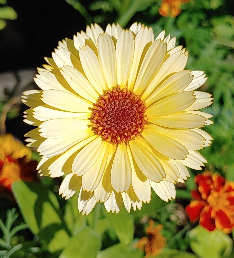 Gelbe Blüte einer mir unbekannten Blume mit sehr symmetrisch angeordneten Blütenblättern, die in 3-er-Reihe übereinander stehen, mit rötlichen Staubgefäßen in der Mitte. 