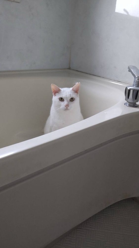 風呂に侵入した猫