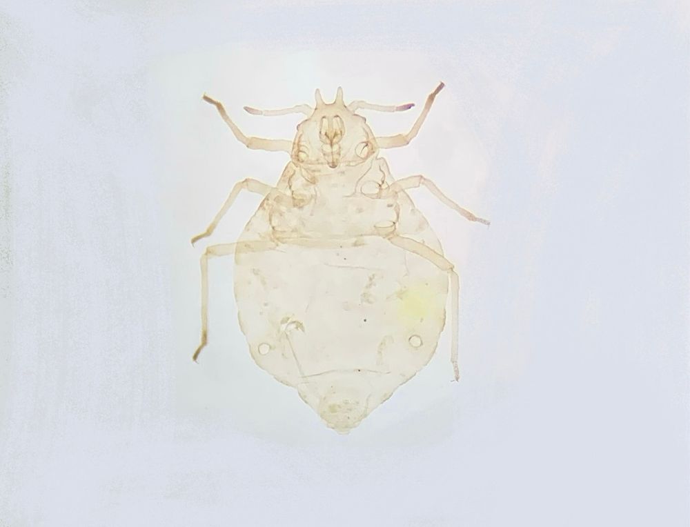 プレパラート標本