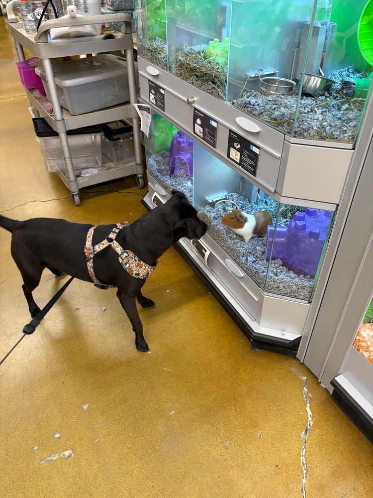 Small black lab mix staring lovingly at a brown and white guinea pig through a cruel glass barrier