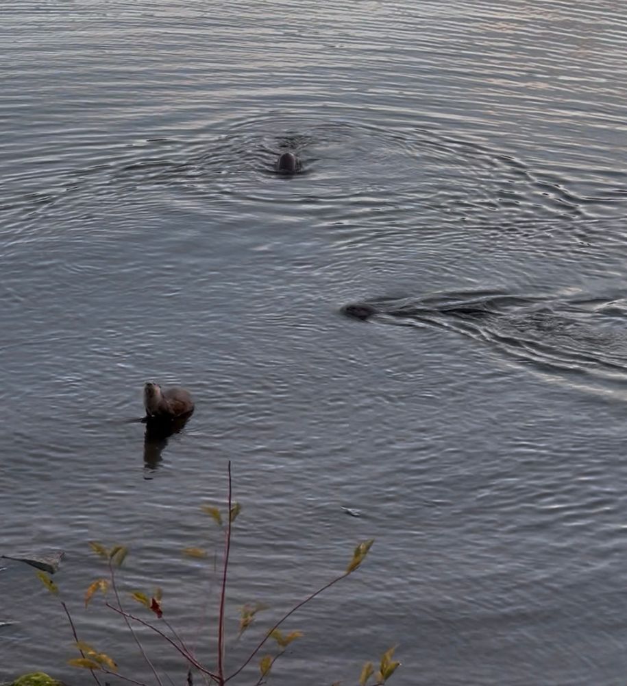 Three river otters at the edge of a lake. One is standing on a submerged log so most of its long body is out of the water and its head is up toward the camera. The second otter only has its head visible at the peak of a triangular water ripple. The third otter is diving perpendicular to the camera so only a part of its back can be seen.