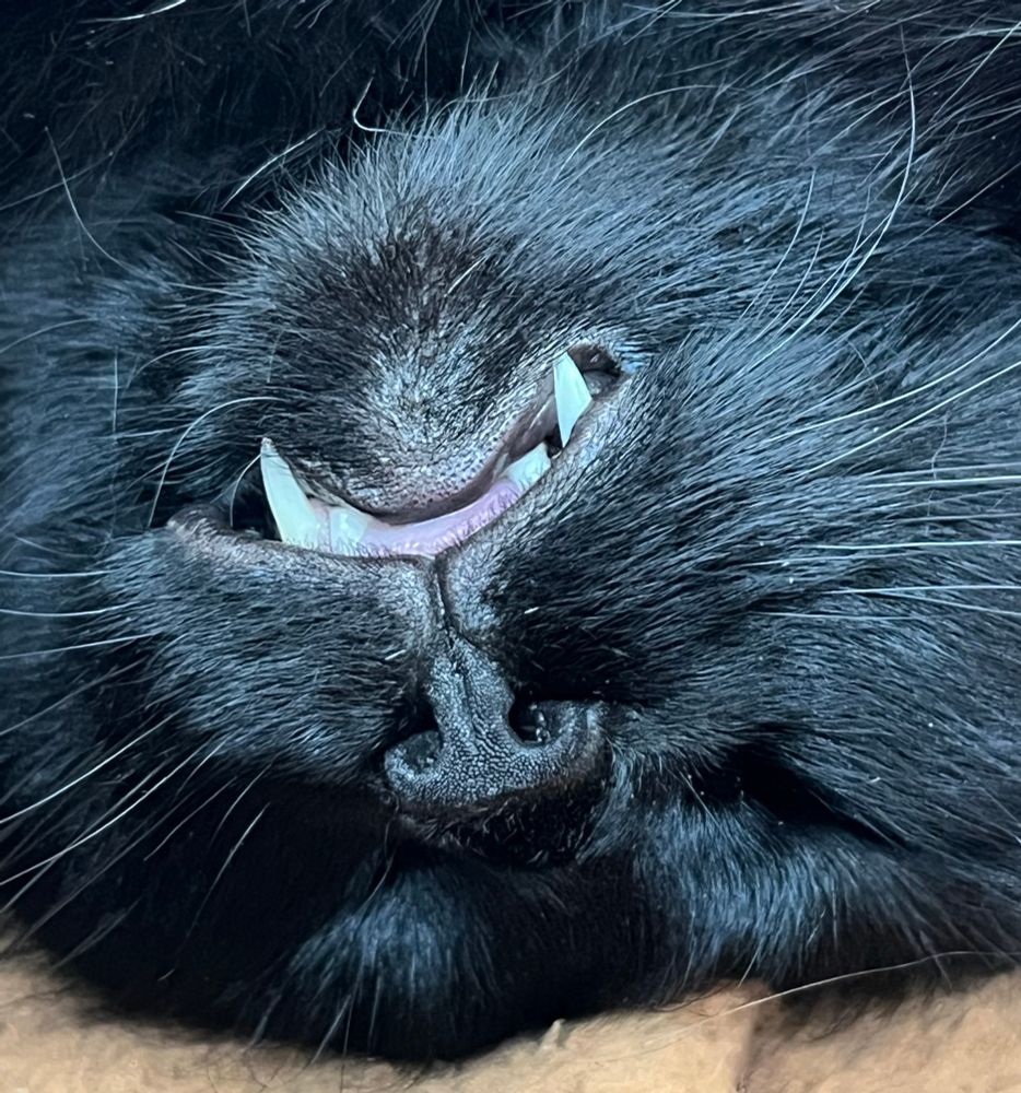 The same photo but zoomed in on the very pointy teeth and teeny blep of tongue. 