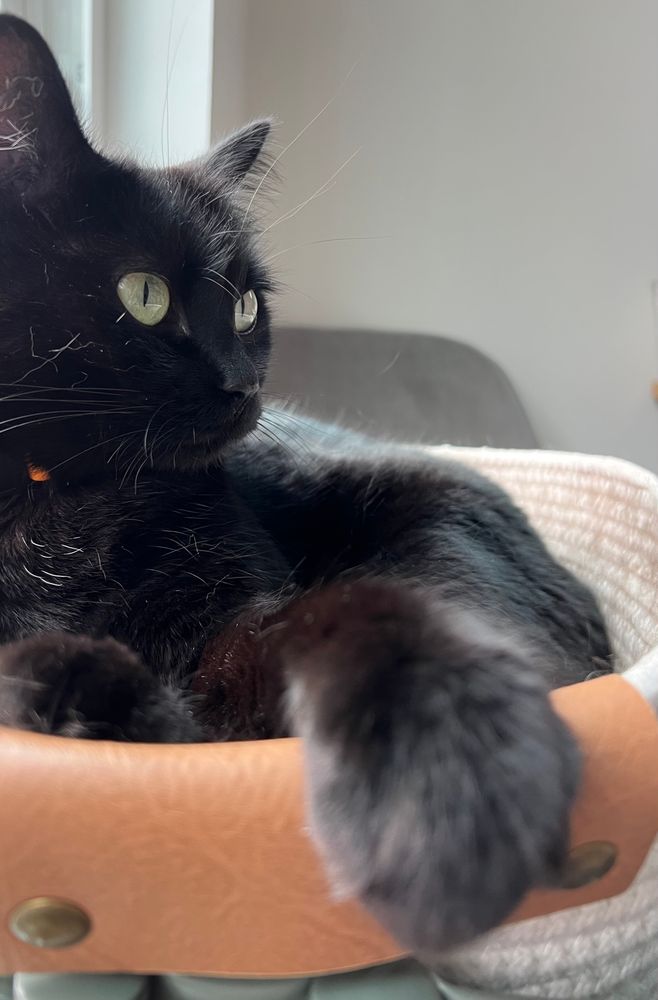 A black cat lounges in a soft basket. She is clean, with only a few white hairs on her chest.