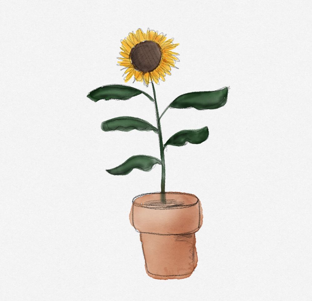 A sunflower in a pot, digitally drawn to look like watercolor and pencil on paper
