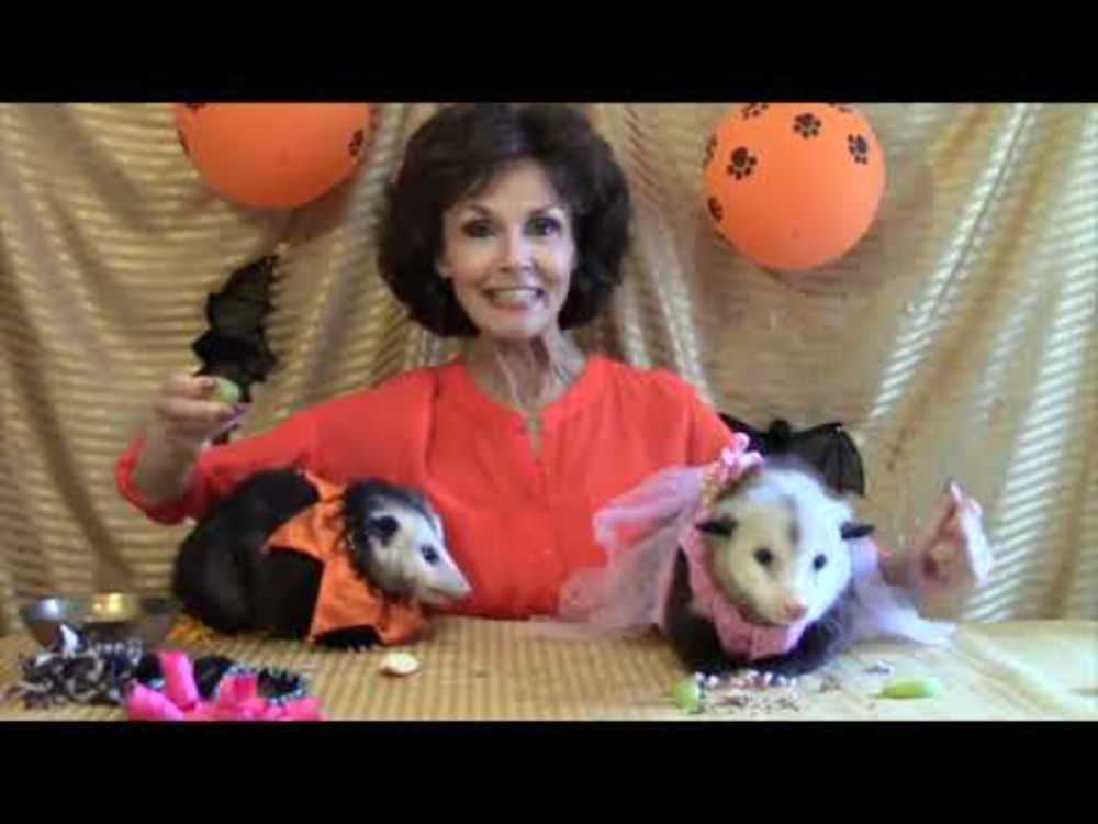 Trick or Treat  Possum Style