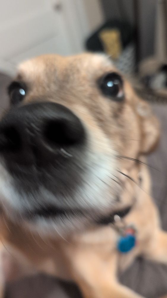 A blurry close up of a brown dog
