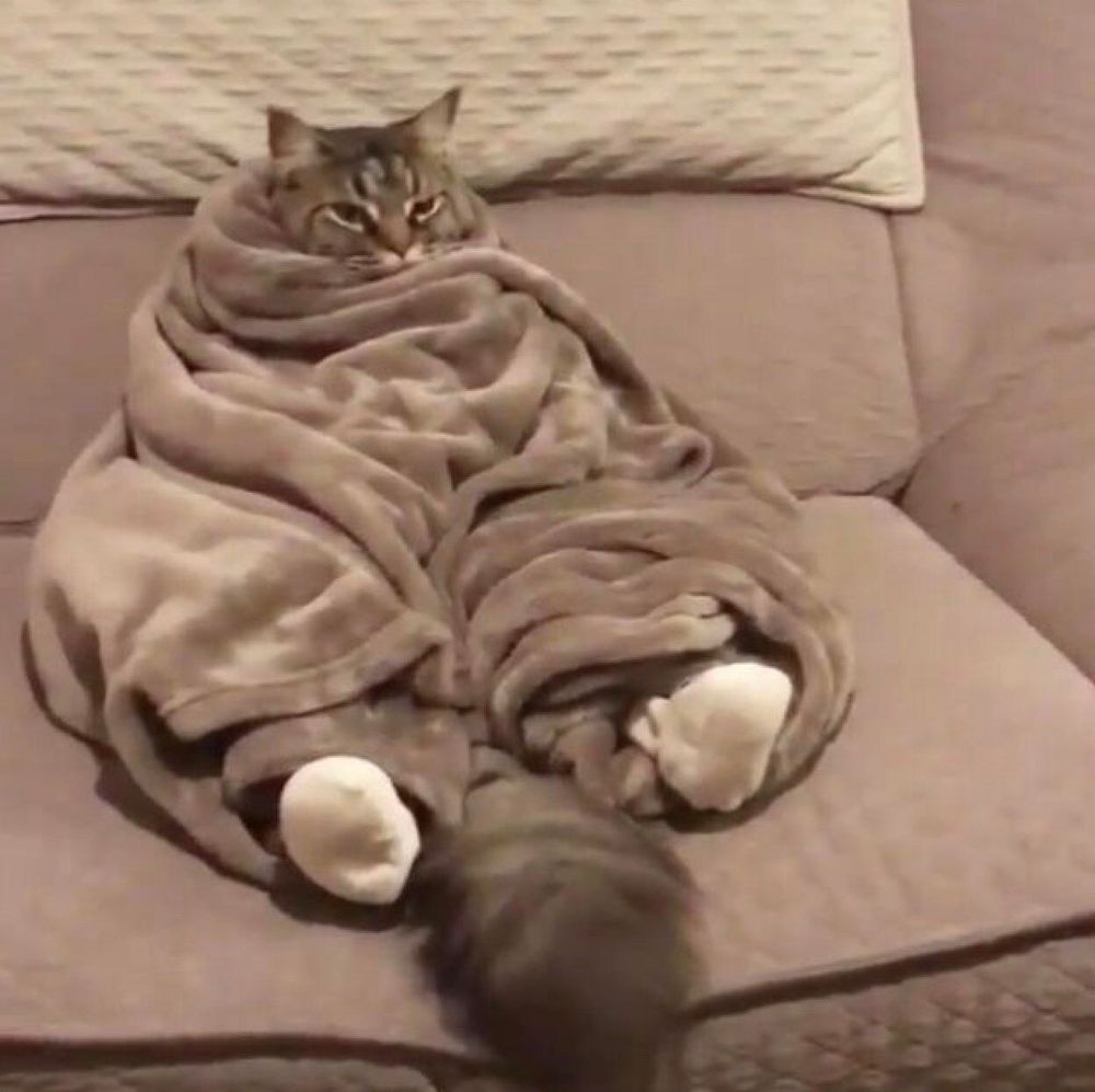 Katze auf Couch in Decke eingewickelt mit Socken über den hinter Pfoten.