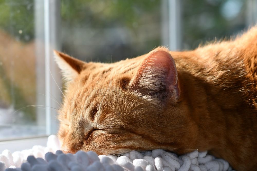Zipporah, a female orange tabby, sleeps by the window under the sun’s warm rays.  (She has crossed the rainbow bridge several years ago) 