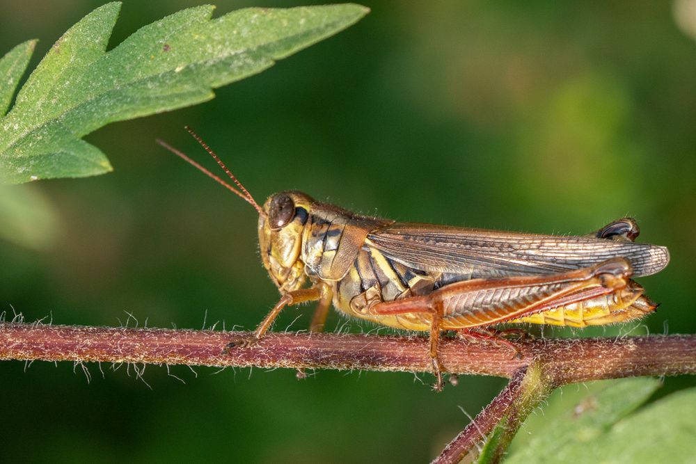 Do you still see a lot of grasshoppers in your area? Not in my area. Used to see tons of them back in the 1970’s and early 80’s. I guess there were more undisturbed meadows back then. Grasshoppers are great sources of protein for birds and wildlife. 