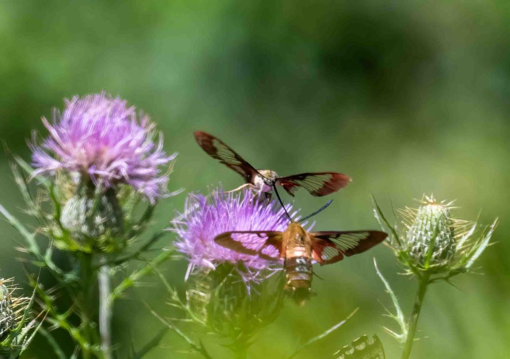 Two reddish hummingbird moths on a thistle flower. 