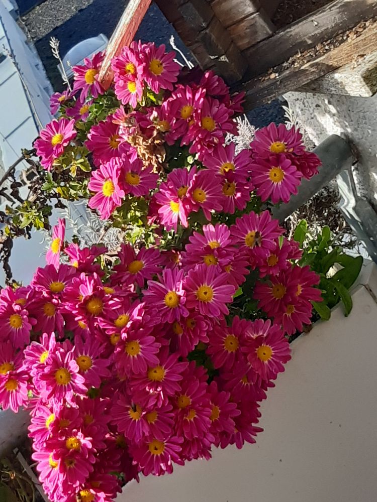 Pink blühende Astern, an denen unzählige Insekten frühstücken - Mitte November 