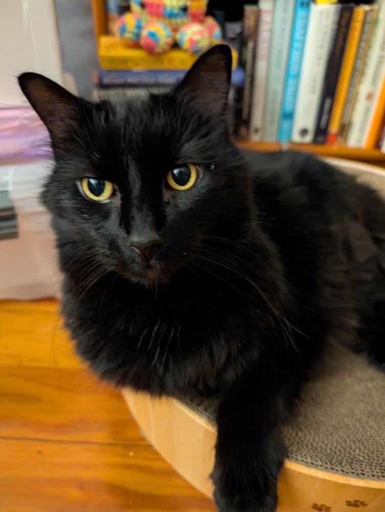A fluffy black cat sots at the edge of a scratcher bed, looking sweet and bright-eyed.