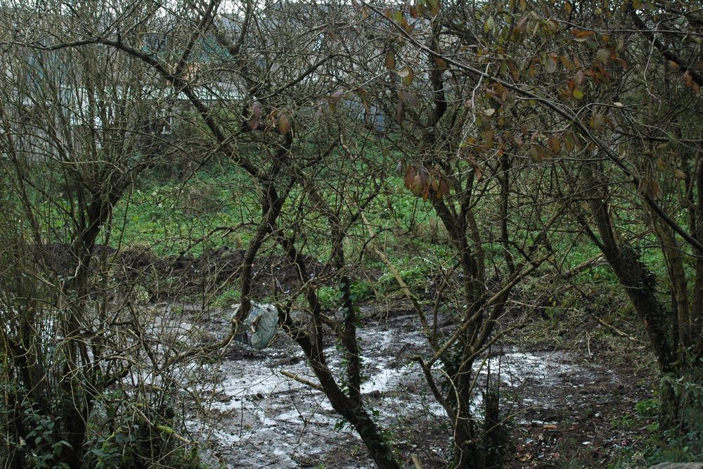 Locals say council should have done ecological survey before cutting away vegetation in Balbriggan’s Mill Pond Park - Dublin Inquirer