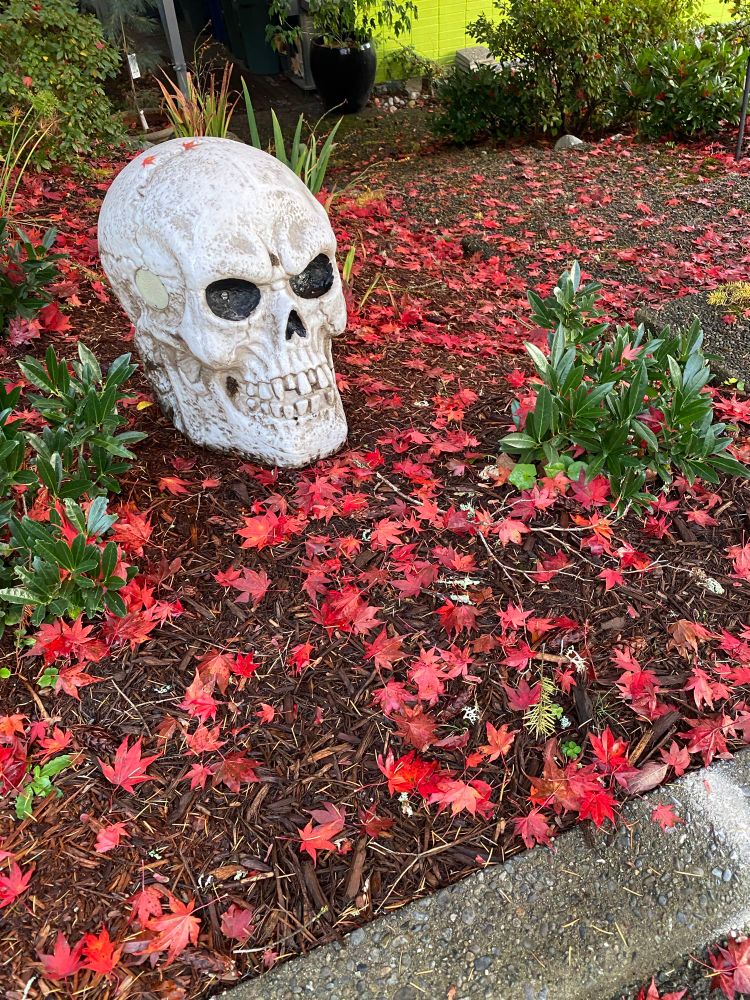 Giant scary-looking resin skull in a front yard littered with fallen leaves 
