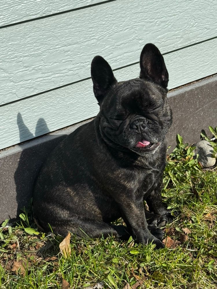 Agatha the brindle French bulldog is sitting on some baby grass behind the house squinting in the sun and smiling with her little pink tongue poking out. Her ears are standing up and she’s so happy: it’s the first warm day for her to do this. She loves it. 