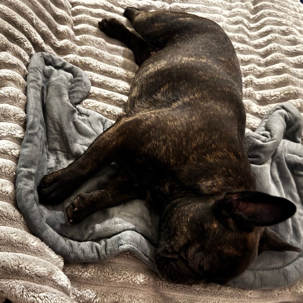 Agatha has her face and front paws on a gray heating pad while from shoulders on back she’s on a light gray fuzzy blanket. (She’s making little whimpers.)