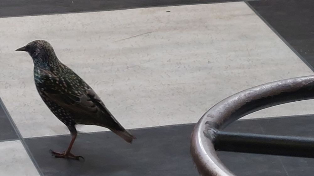 A little bird friend, I think it's a starling but I'm no expert.