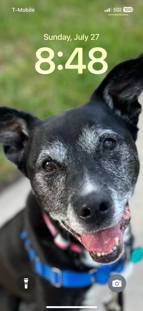Screenshot of an iPhone Lock Screen showing a photo of an old black and white pitbull smiling at the camera 