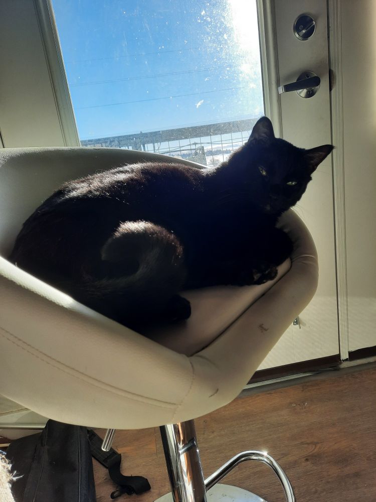 Large black housecat curled up on a stool seat, which is white leather and has a low rounded back. Behind the cat, a patio window and blue skies.