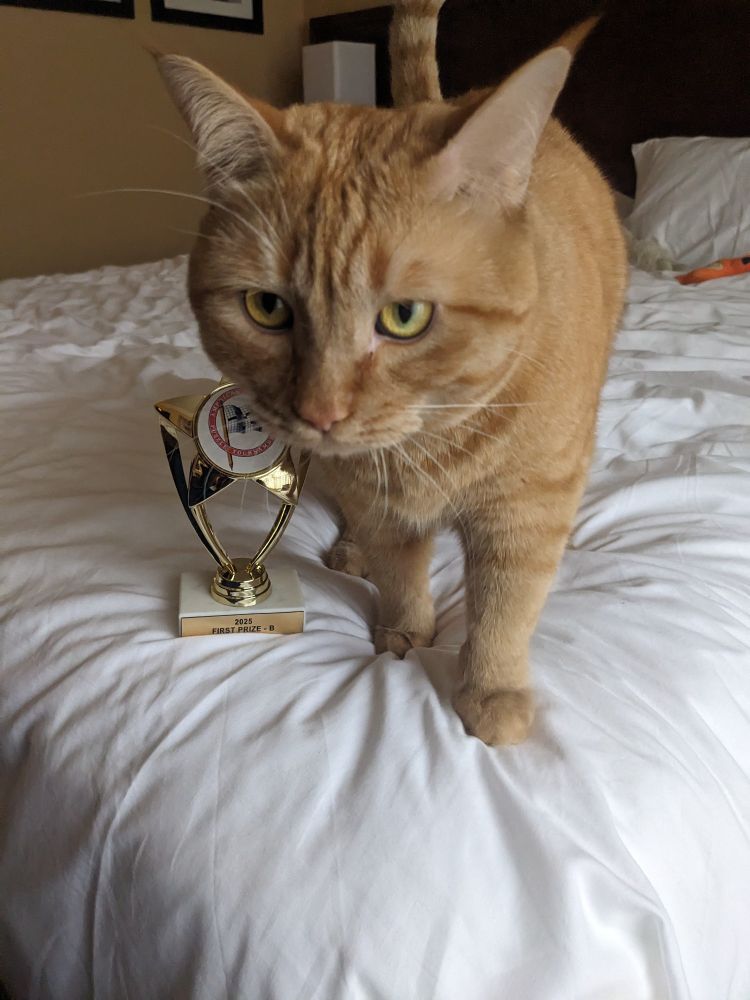 Babka, an orange cat, stands next to the trophy for 1st place in B division at ACPT