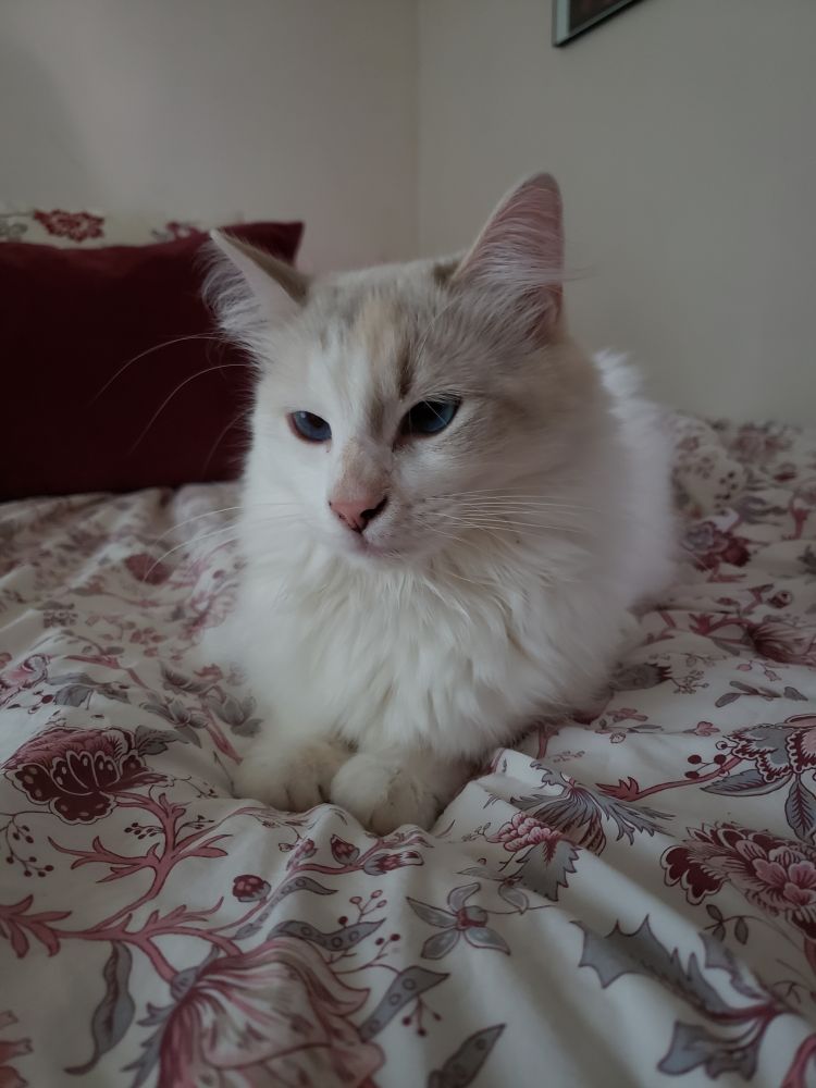 a fluffy white cat, lounging on a white duvet cover with pink and grey flowers; she looks unhappy to have been woken up