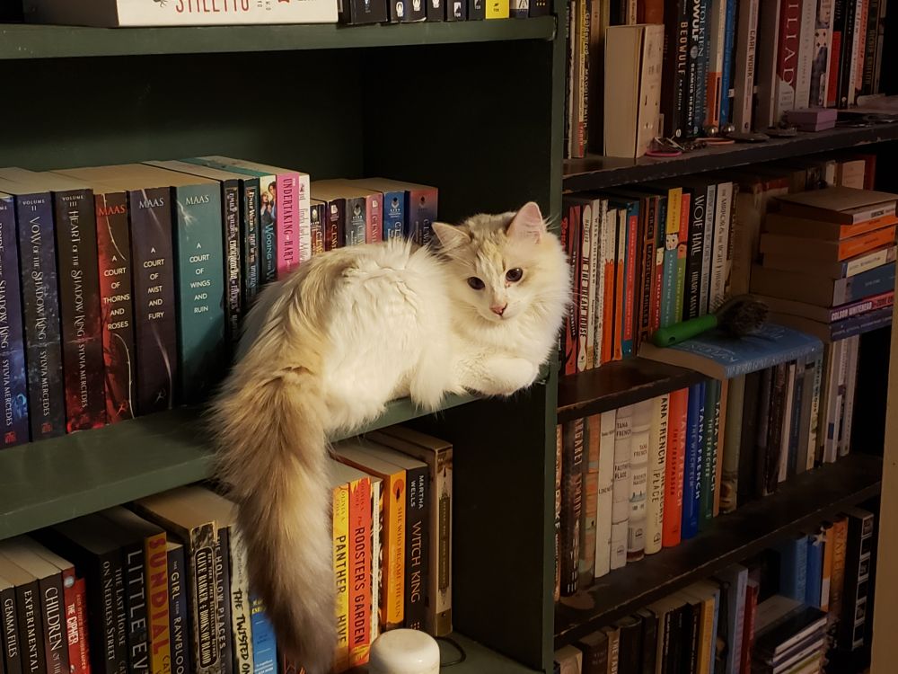 a fluffy white cat with a dark tail, perched on the shelf of a very full bookcase