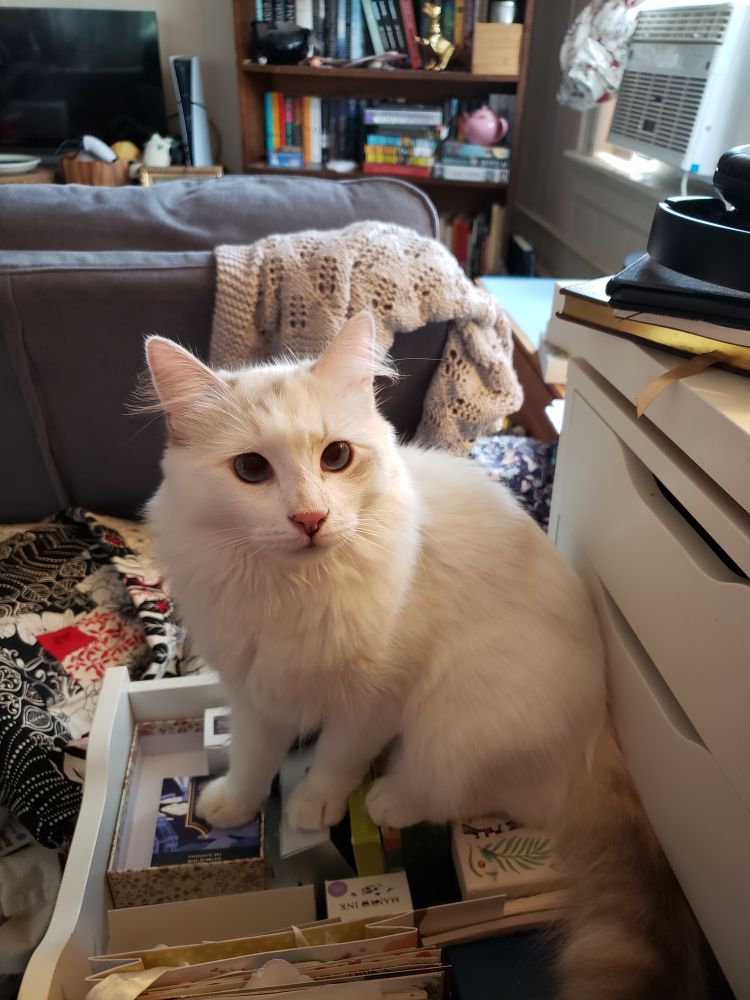 a fluffy white cat with a dark tail, sitting in a desk drawer that's full of stationery supplies