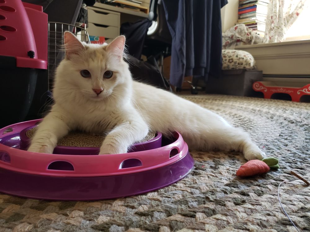 a fluffy white cat, sitting on a purple plastic toy, giving the viewer a dubious look 