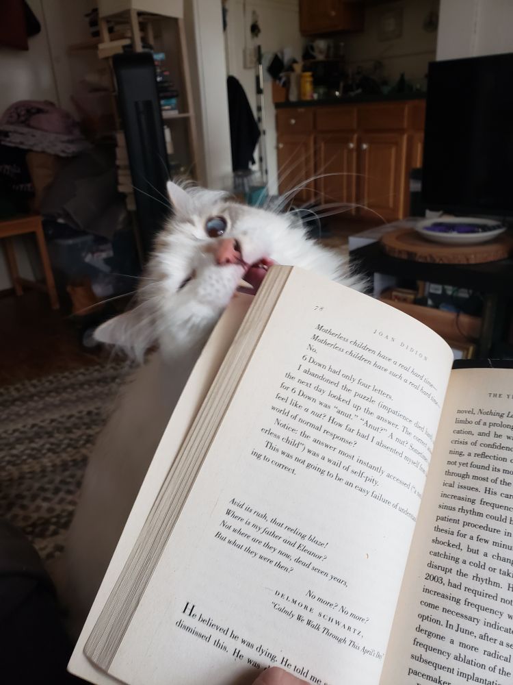 a fluffy white cat chomps the corner of a paperback book; the book is Joan Didion's The Year of Magical Thinking 