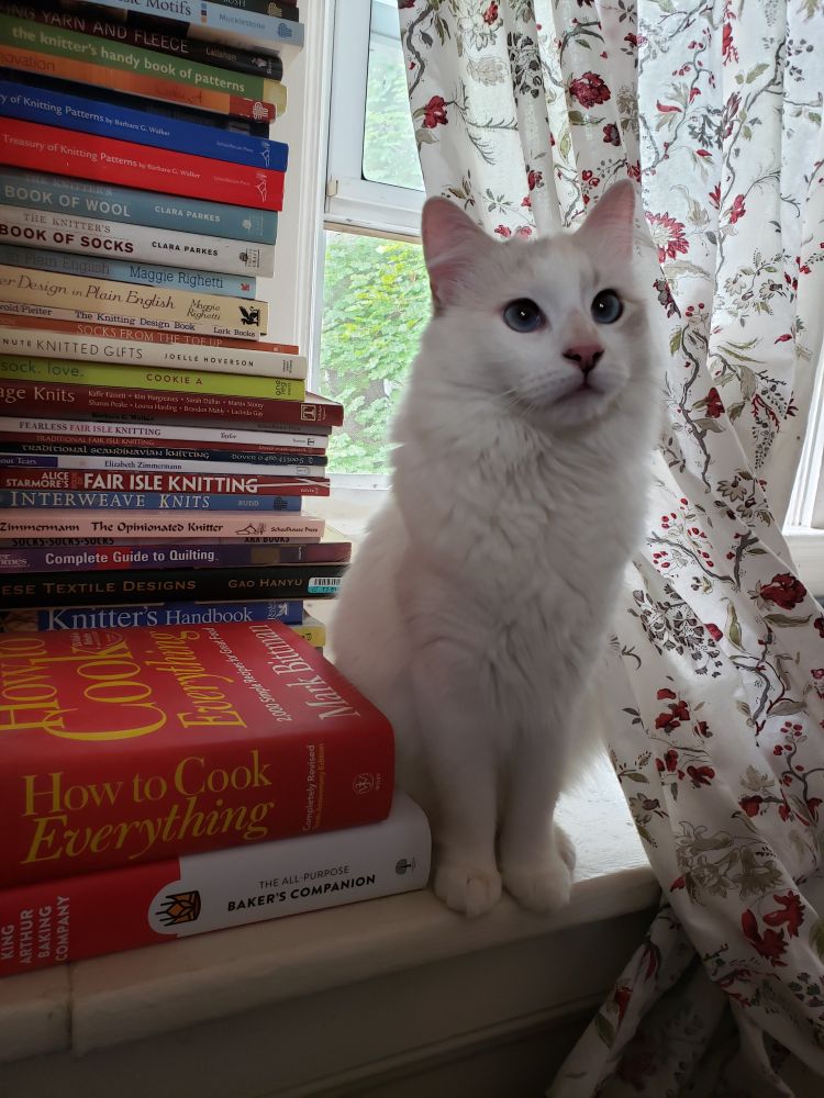 a fluffy white cat, sitting next to a pile of books about knitting and cooking