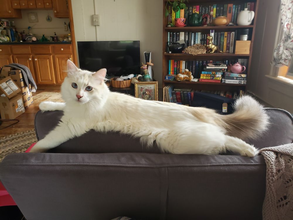 a fluffy white cat with a dark tail and gorgeous blue eyes lies stretched out, full length, on the back of a grey armchair