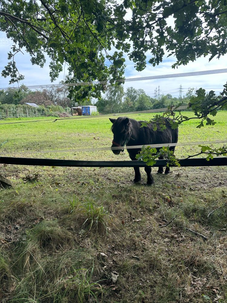 Ein kleines Pferd steht auf einer Weide