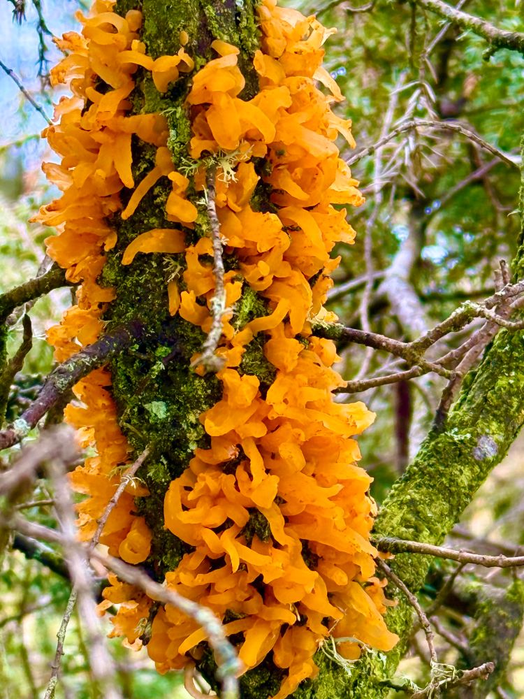 Gymnosporangium clavariiforme (tongues of fire) a beautiful bright orange fungus
