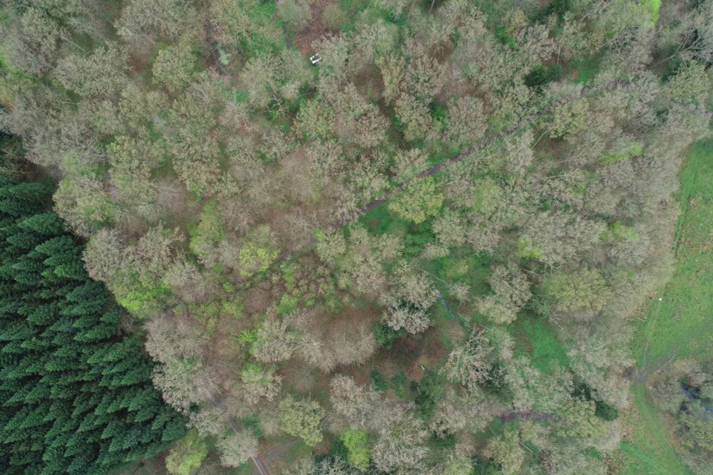 An aerial view of a Danish woodland