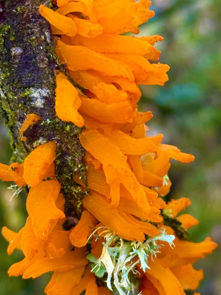 Gymnosporangium clavariiforme (tongues of fire) a beautiful bright orange fungus