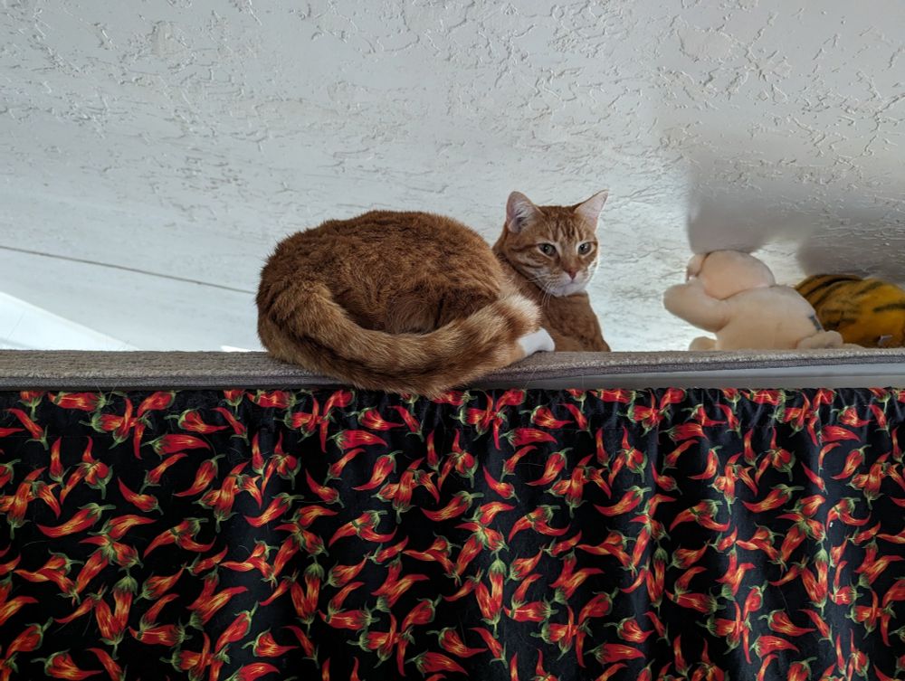 Orange cat laying down with his butt laying off the edge but he's looking back towards the viewer now.