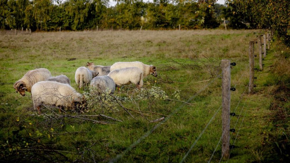 Helft subsidies voor wolfwerende hekken nog niet gebruikt