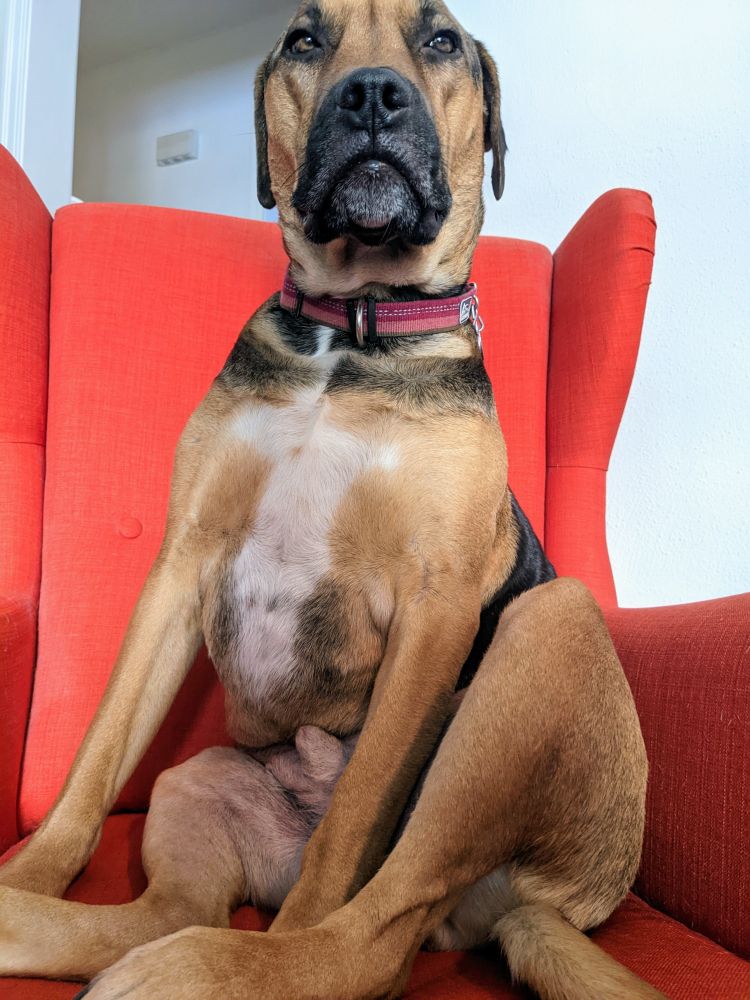 A big dog in a red chair.