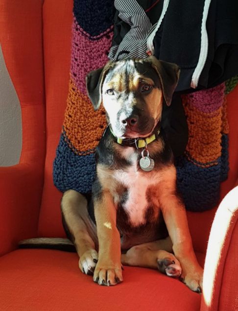 A little puppy in a red chair.