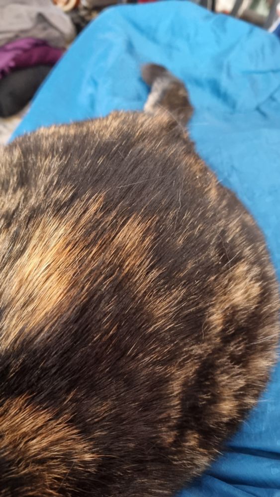 Un cul de chat tortie sur une couverture turquoise. 
Sous le tout, des jambes d'humaine.