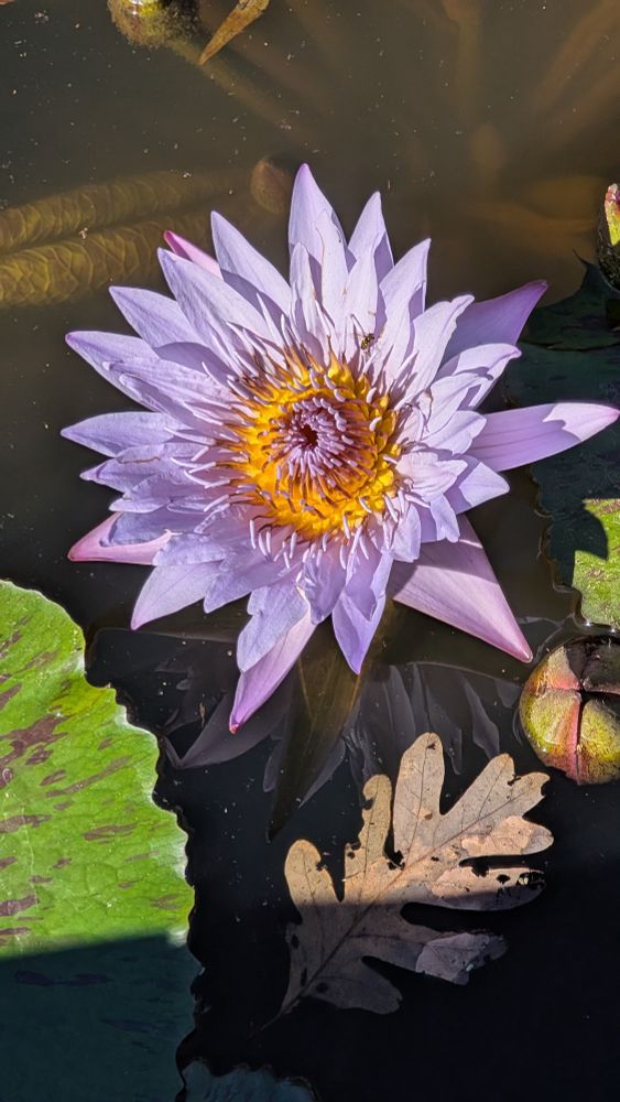 Water lily, 22 Oct 2025